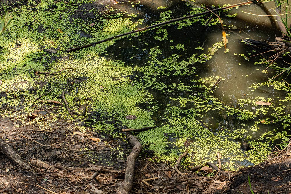 Lemna aequinoctialis
