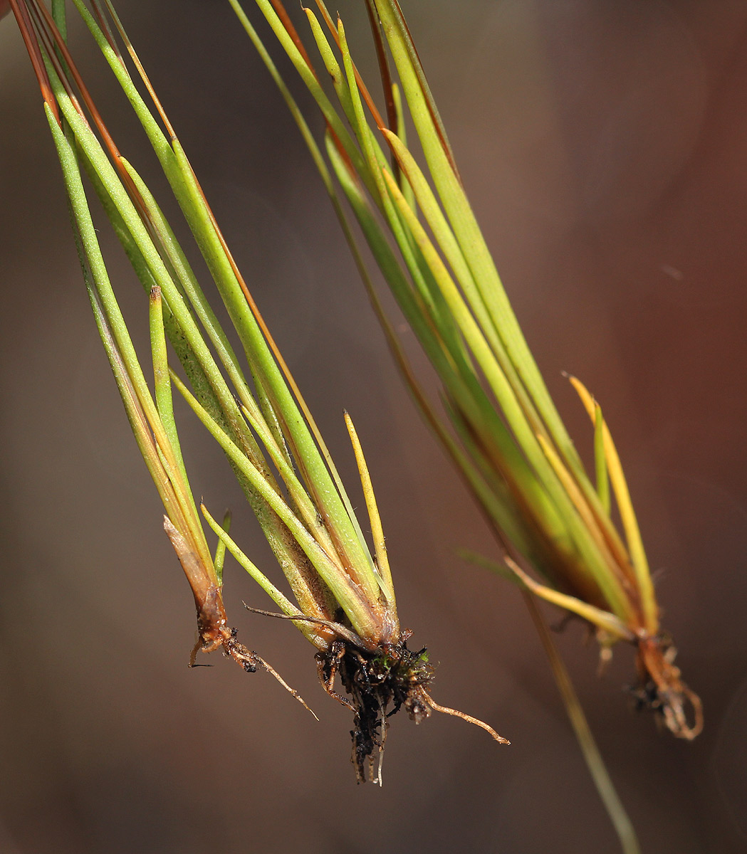 Xyris schliebenii