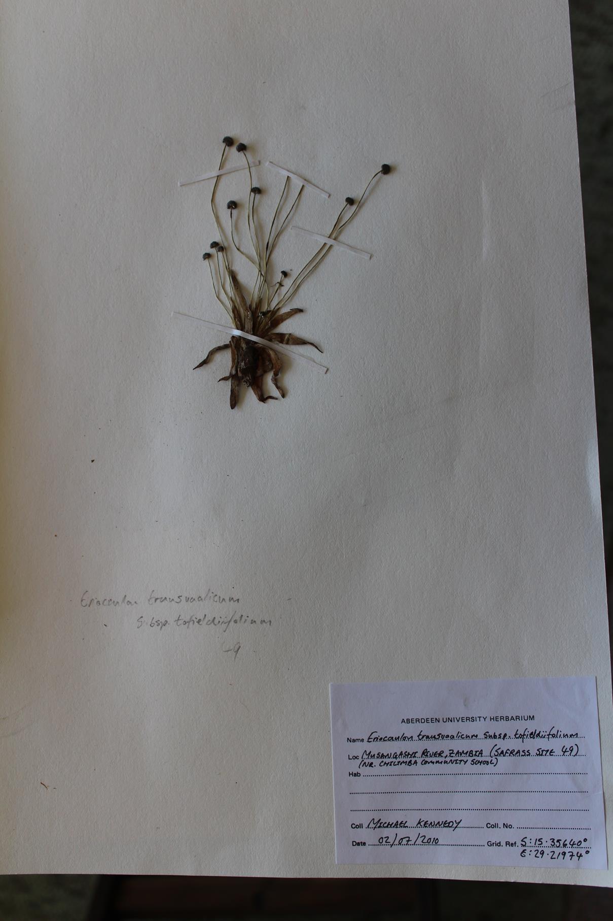 Eriocaulon transvaalicum subsp. tofieldifolium