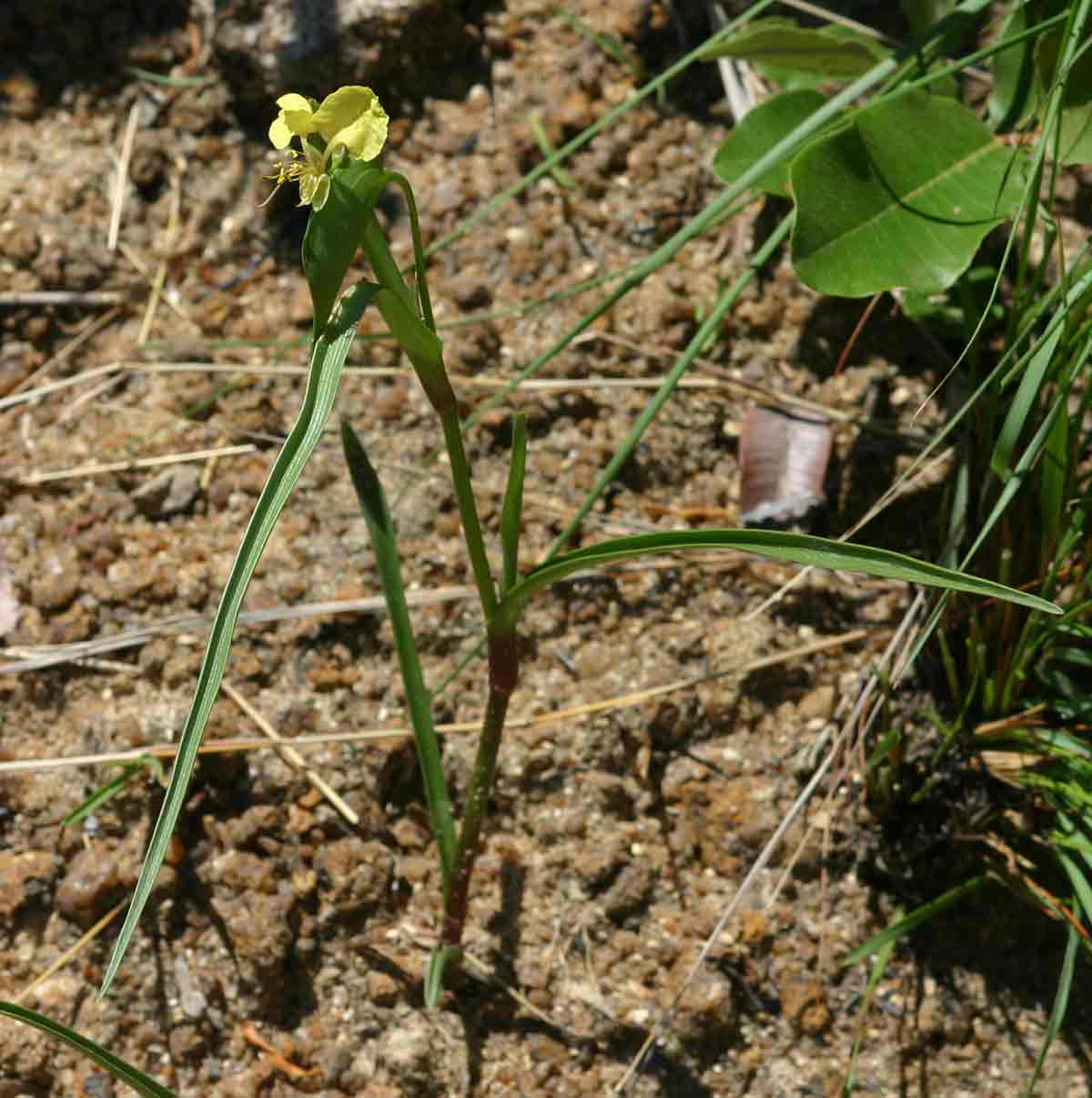 Commelina welwitschii
