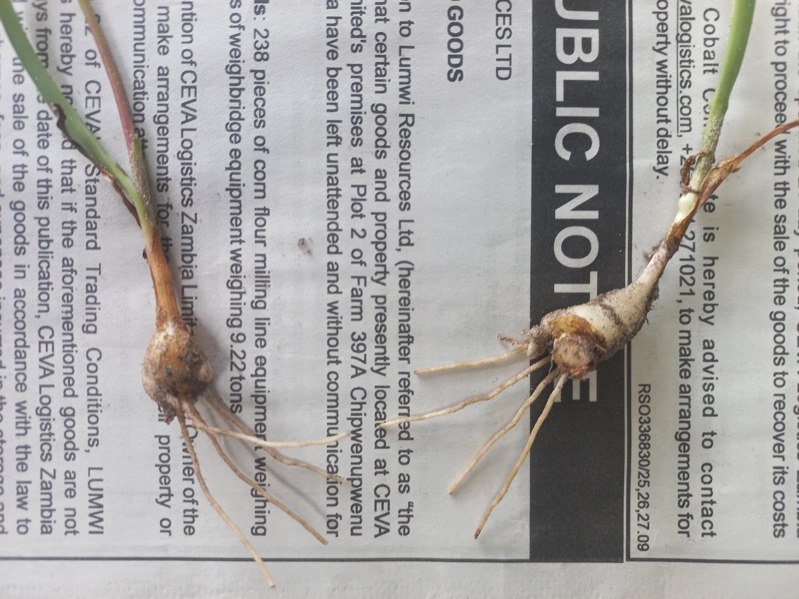 Commelina welwitschii Commelina welwitschii