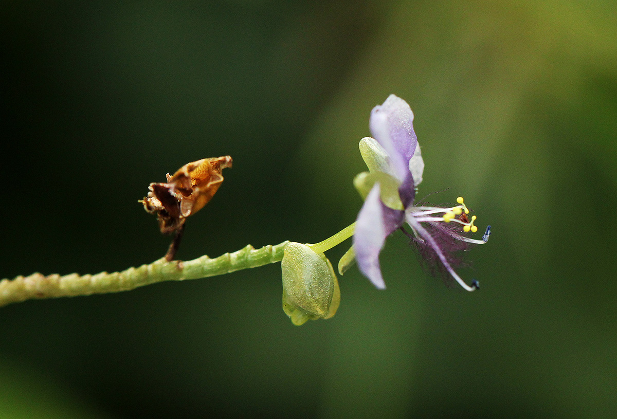 Murdannia simplex Murdannia simplex