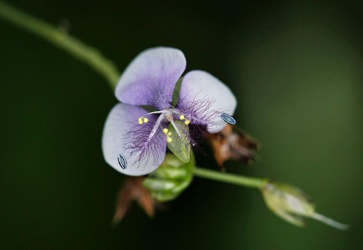 Murdannia simplex Murdannia simplex