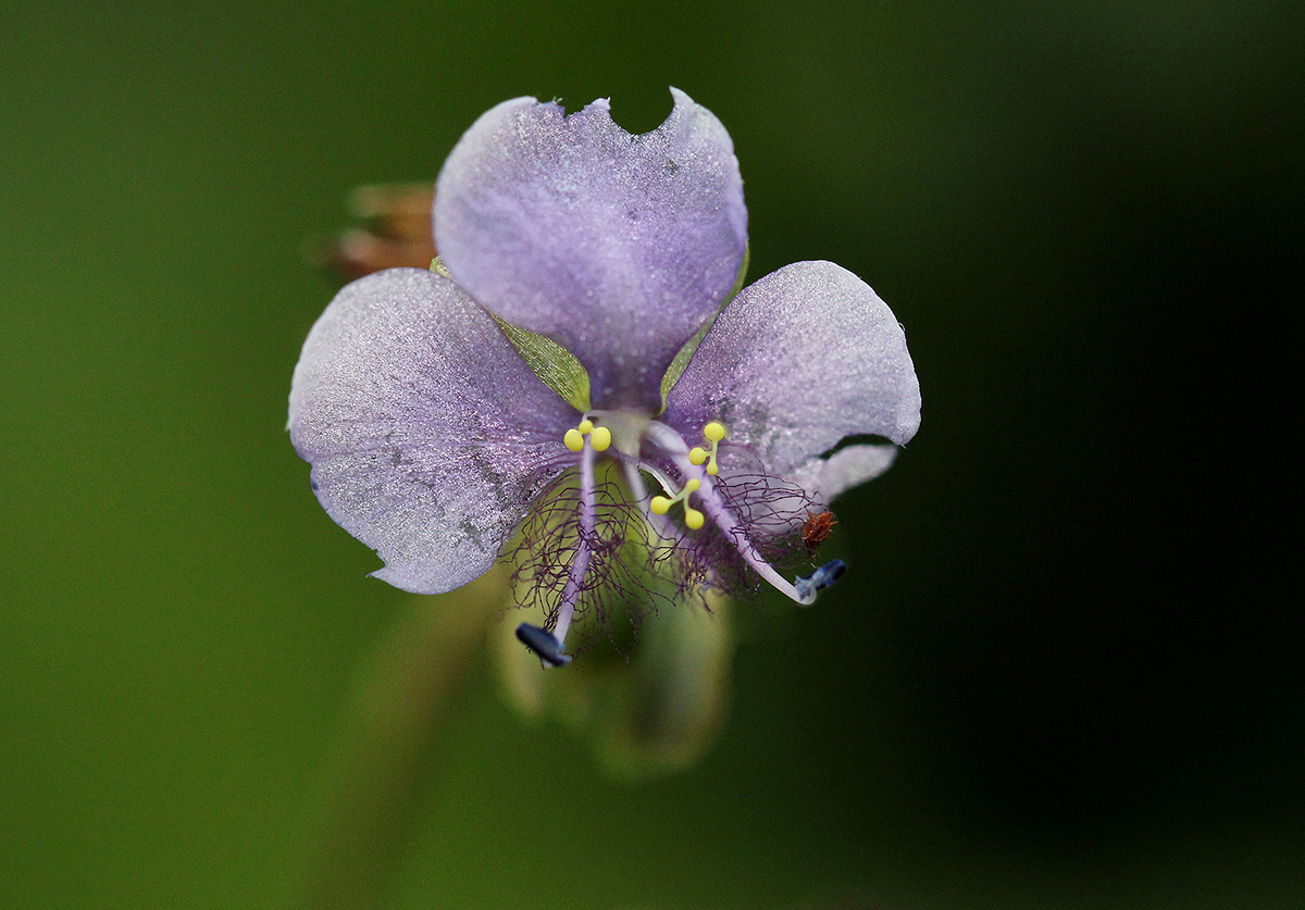 Murdannia simplex Murdannia simplex