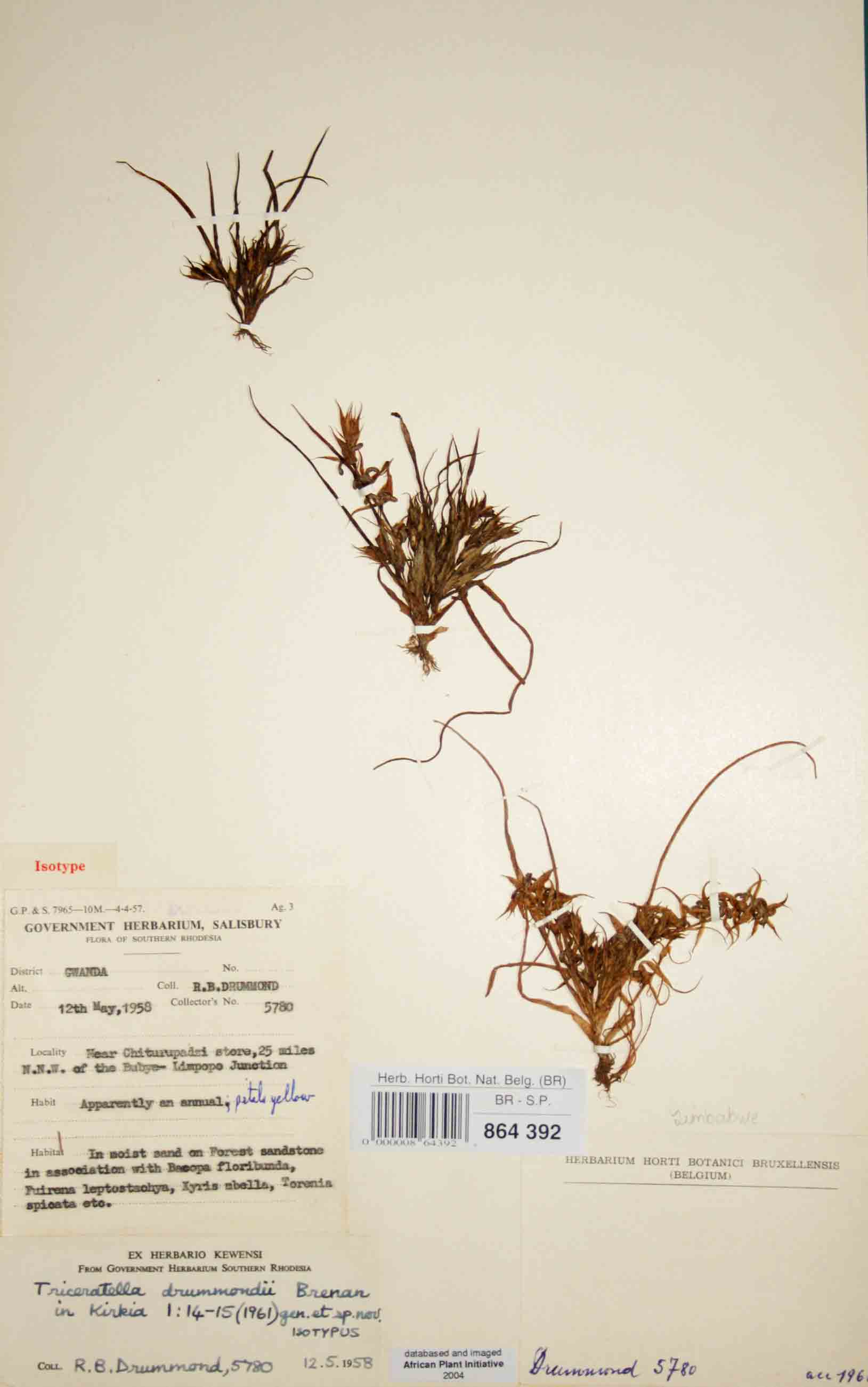 Triceratella drummondii