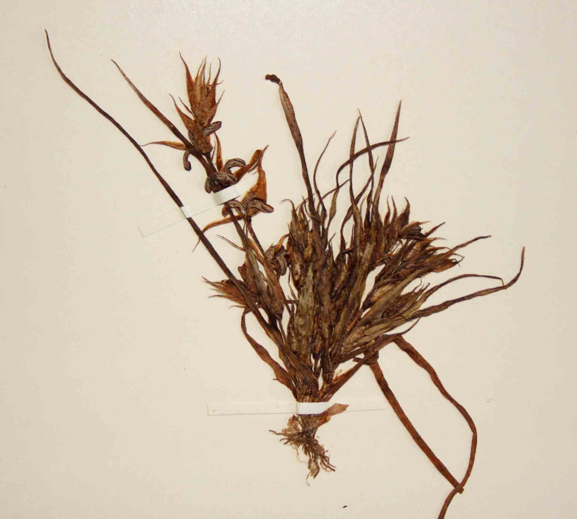 Triceratella drummondii Triceratella drummondii