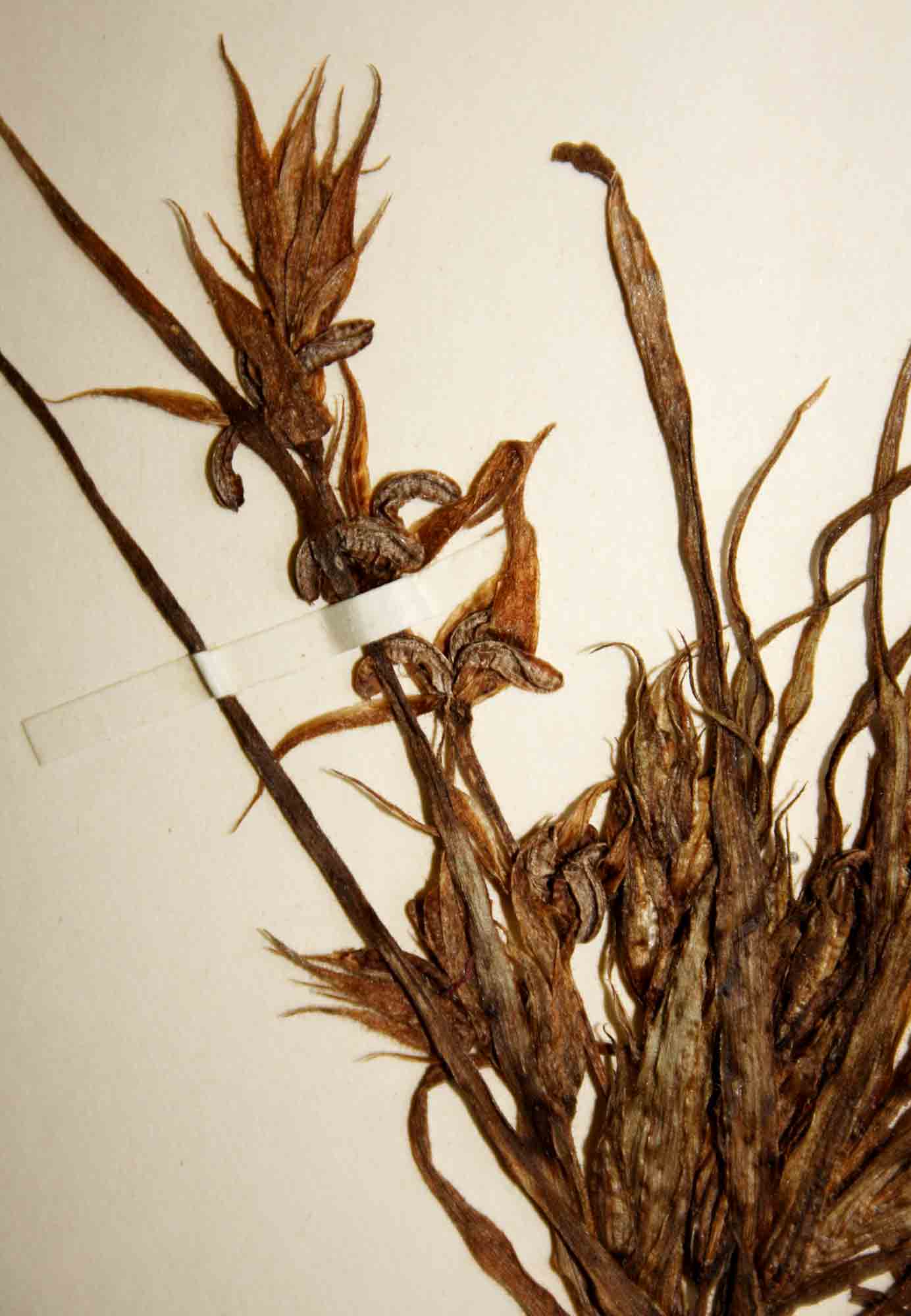 Triceratella drummondii Triceratella drummondii