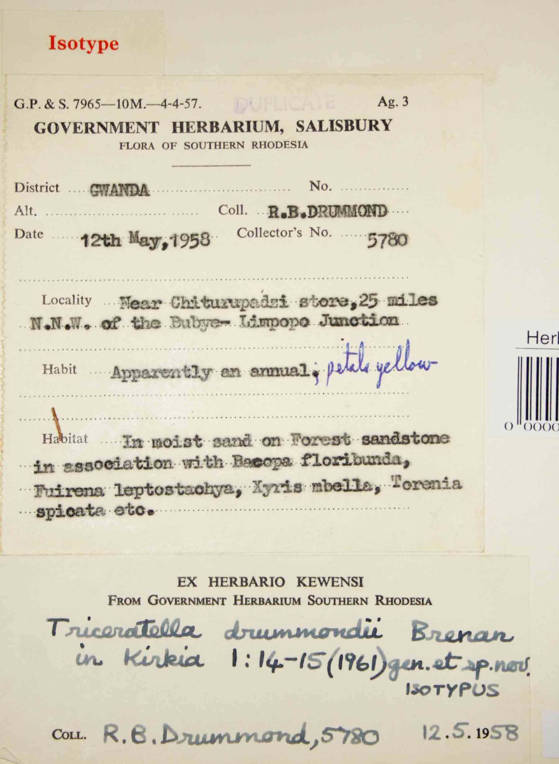 Triceratella drummondii