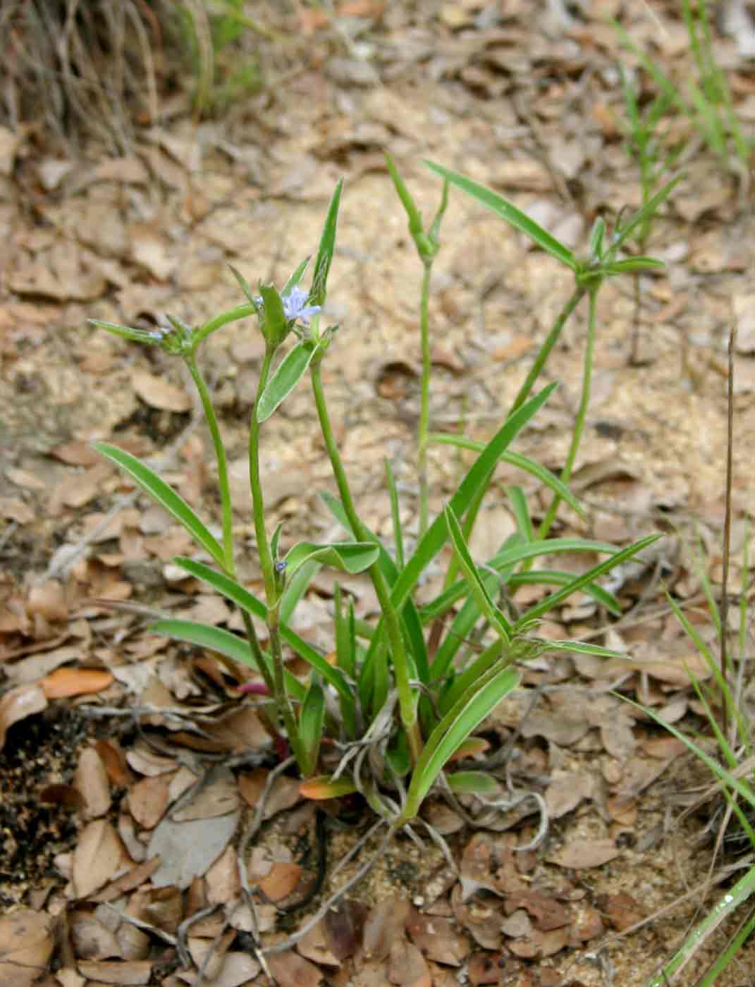 Cyanotis longifolia