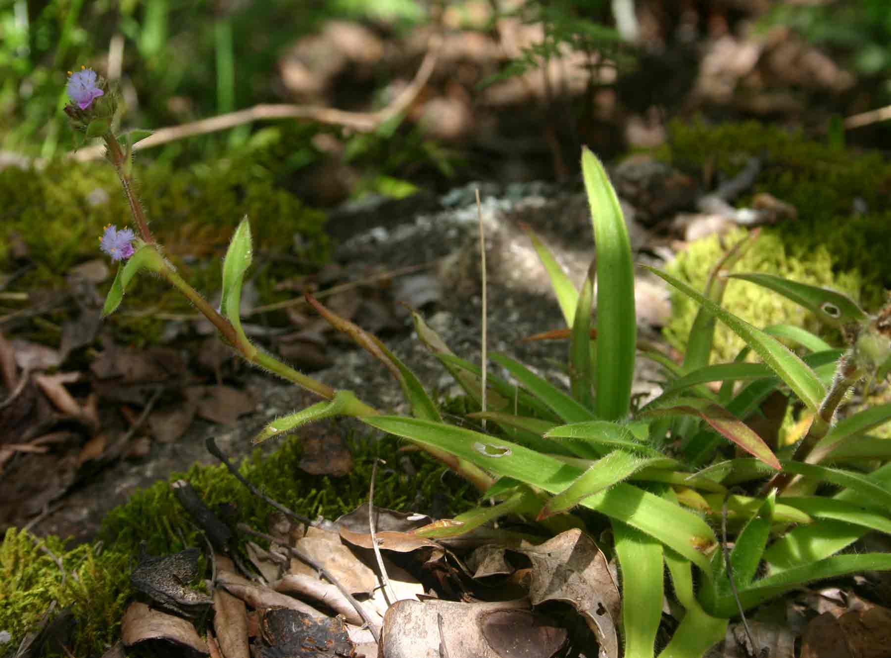 Cyanotis speciosa subsp. speciosa