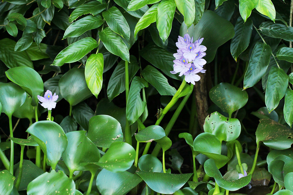 Pontederia crassipes