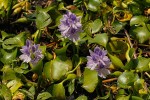 Pontederia crassipes