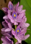 Pontederia crassipes