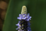 Pontederia cordata var. lanceolata