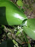 Heteranthera callifolia