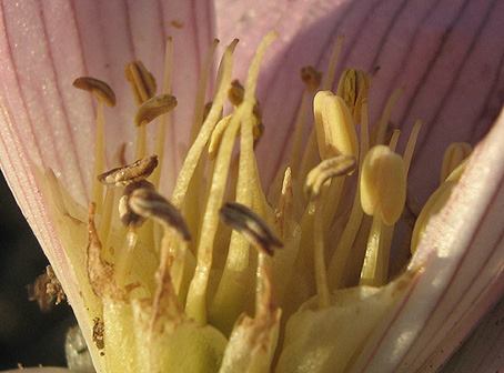 Androcymbium melanthioides