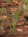 Ornithoglossum vulgare