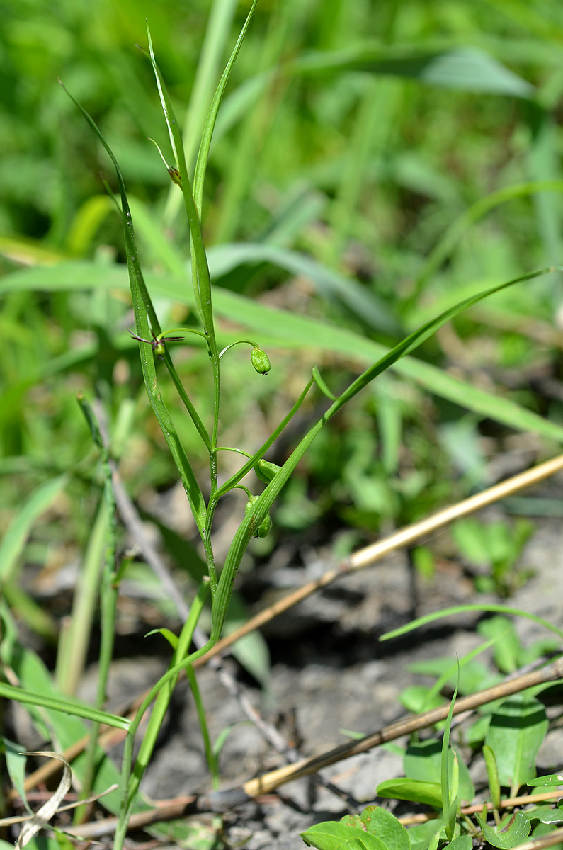 Iphigenia oliveri