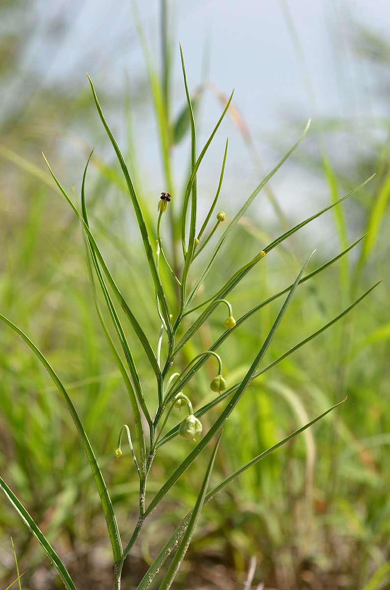 Camptorrhiza strumosa