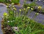 Bulbine abyssinica