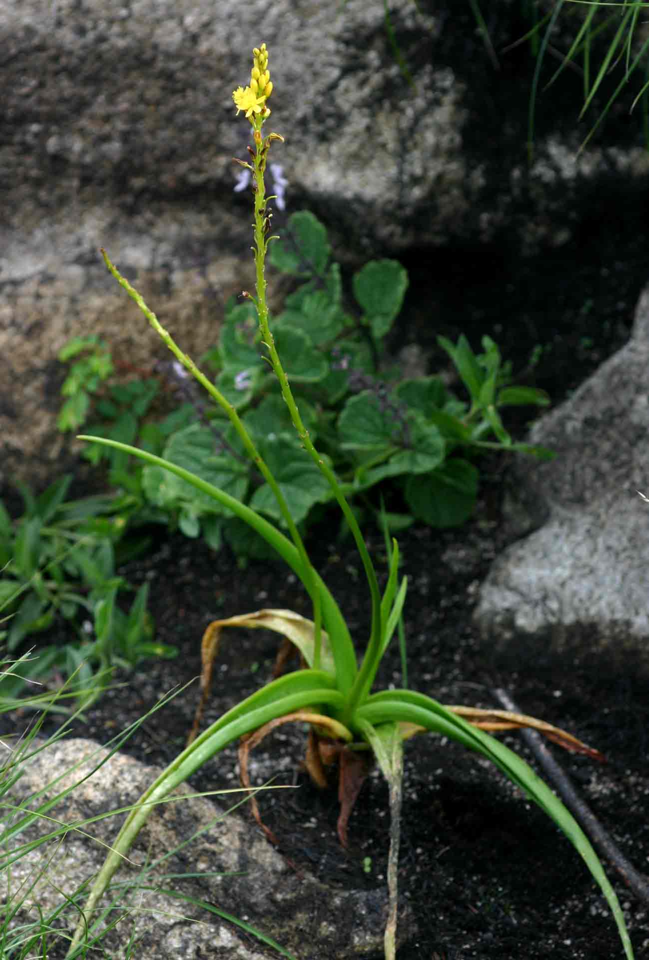 Bulbine latifolia