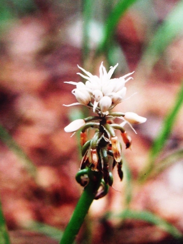 Jodrellia fistulosa Jodrellia fistulosa