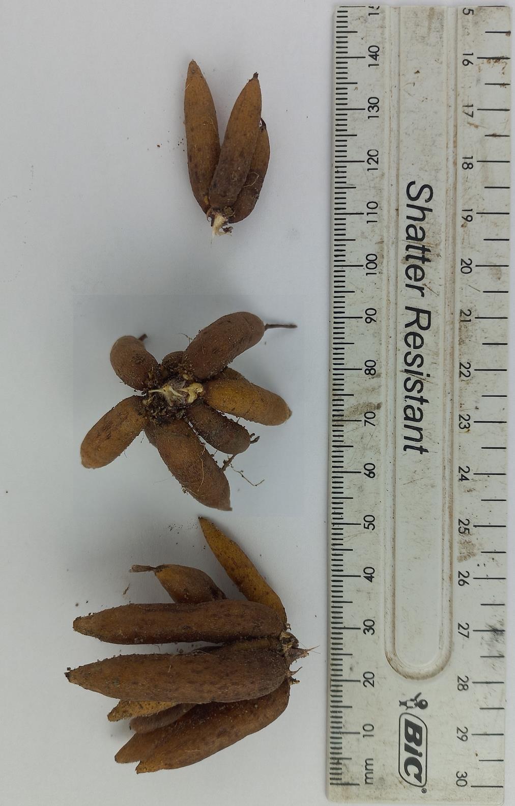 Jodrellia fistulosa Jodrellia fistulosa