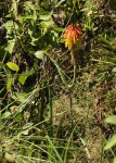 Kniphofia linearifolia