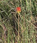 Kniphofia linearifolia