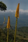 Kniphofia splendida