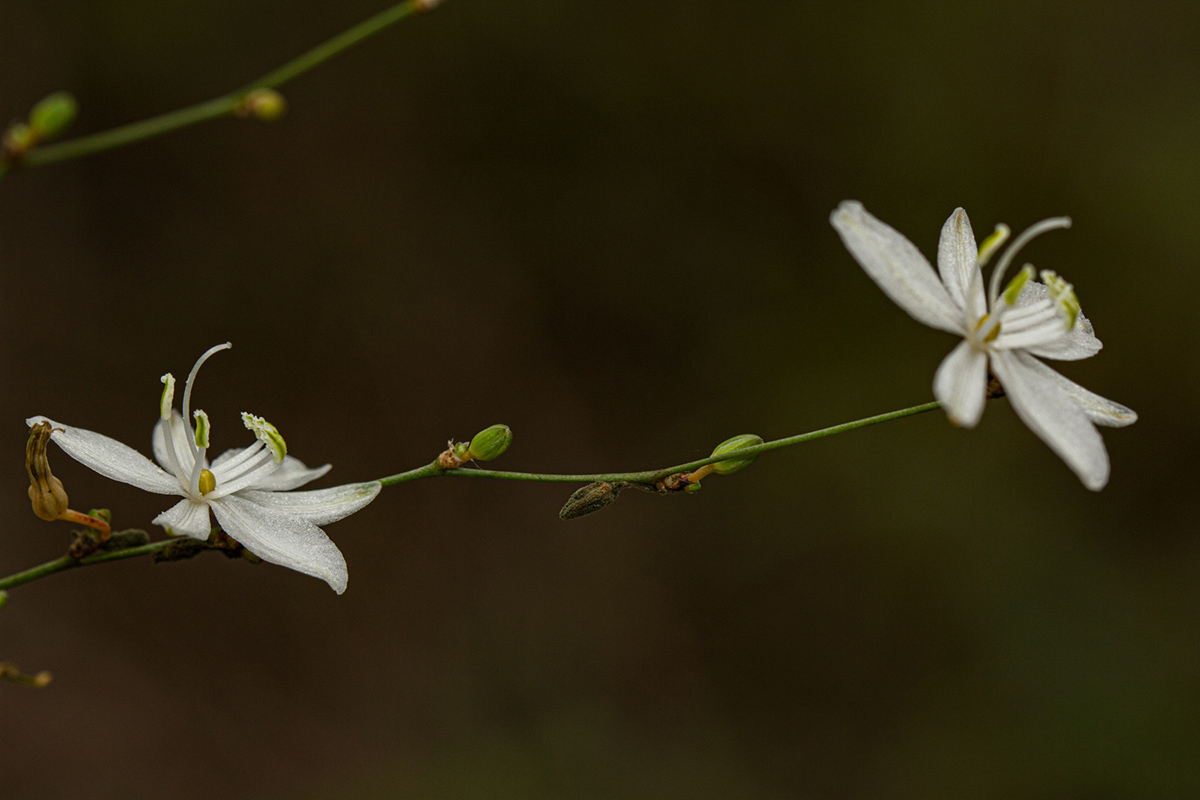 Chlorophytum galpinii var. matabelense Chlorophytum galpinii var. matabelense