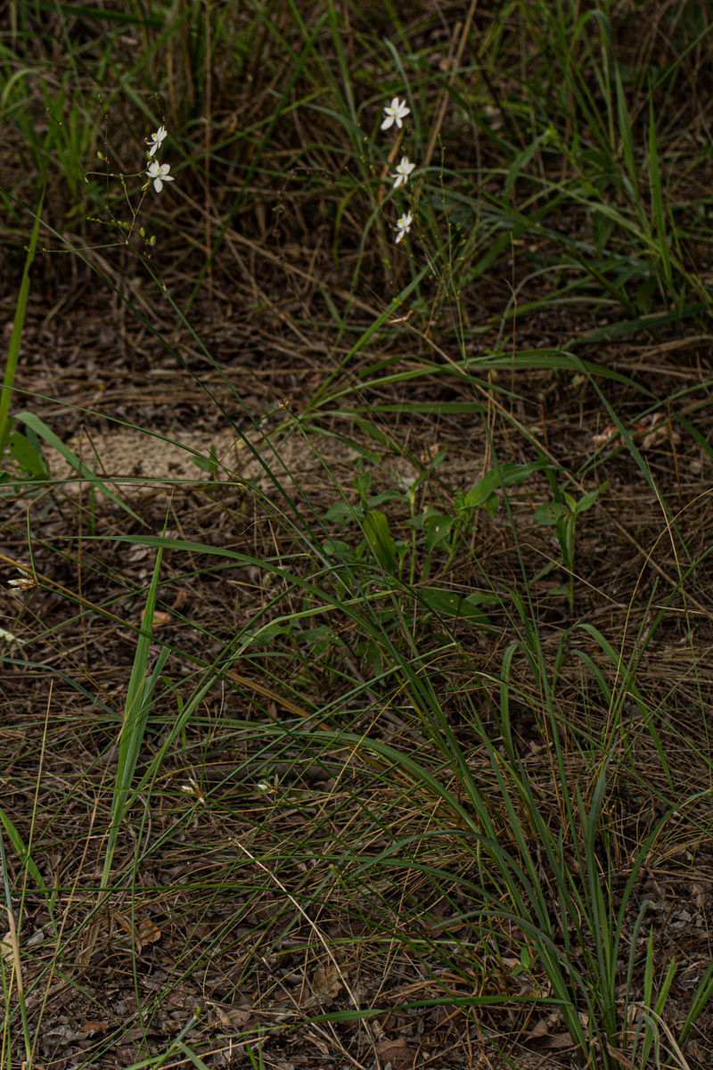Chlorophytum galpinii var. matabelense Chlorophytum galpinii var. matabelense