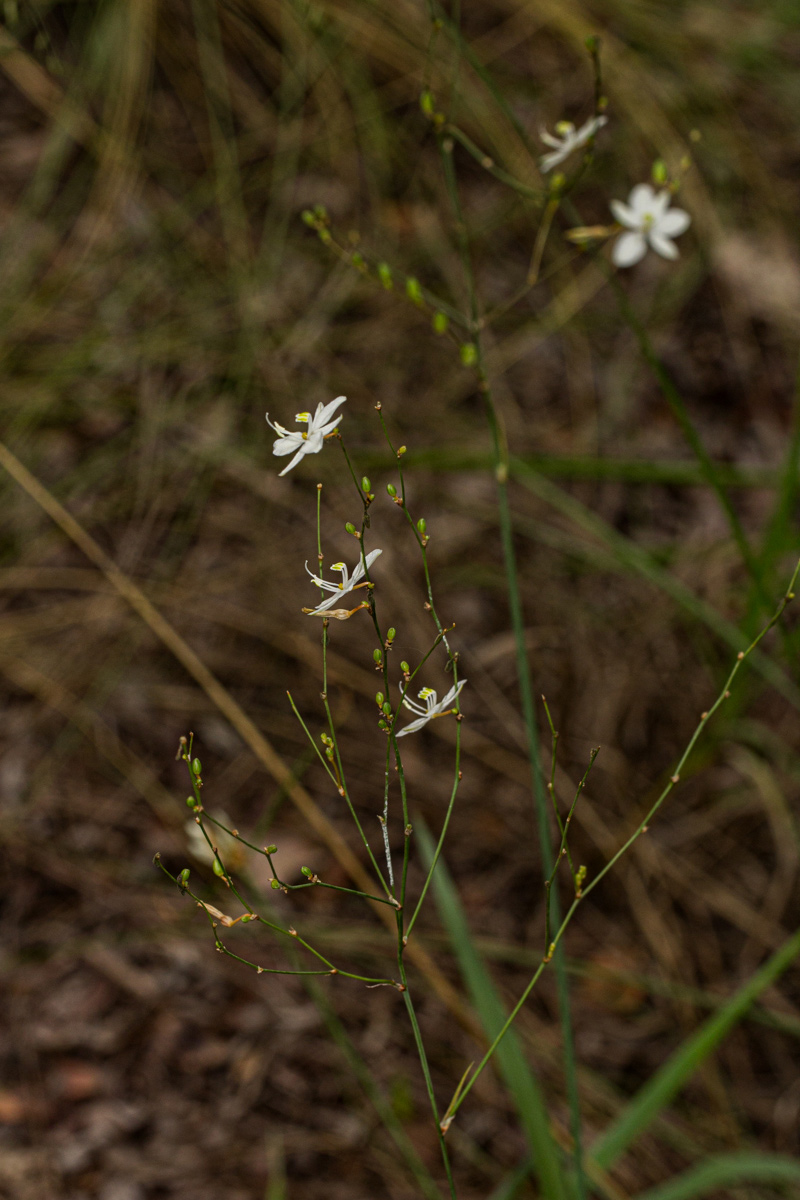 Chlorophytum galpinii var. matabelense Chlorophytum galpinii var. matabelense