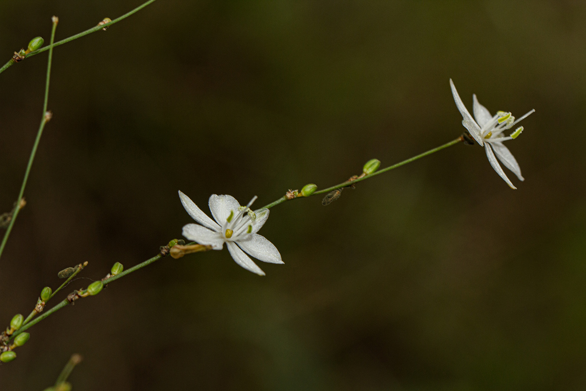 Chlorophytum galpinii var. matabelense Chlorophytum galpinii var. matabelense