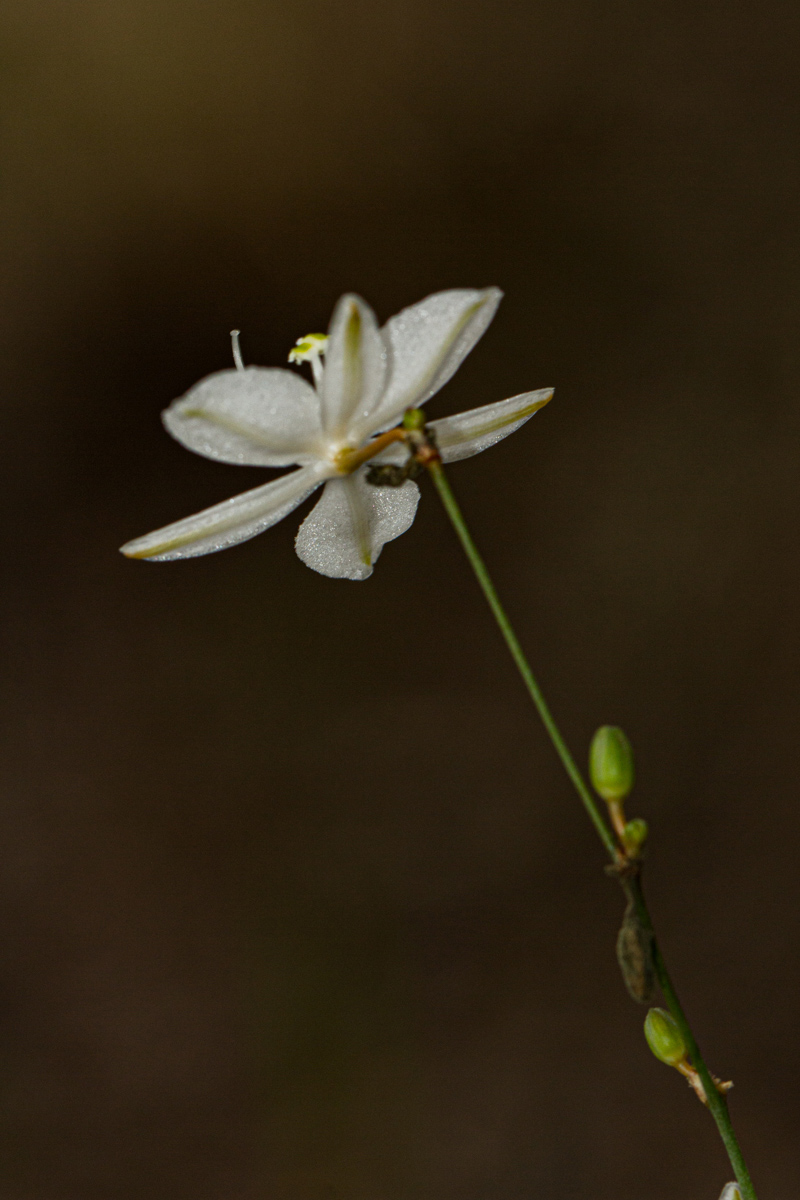 Chlorophytum galpinii var. matabelense Chlorophytum galpinii var. matabelense