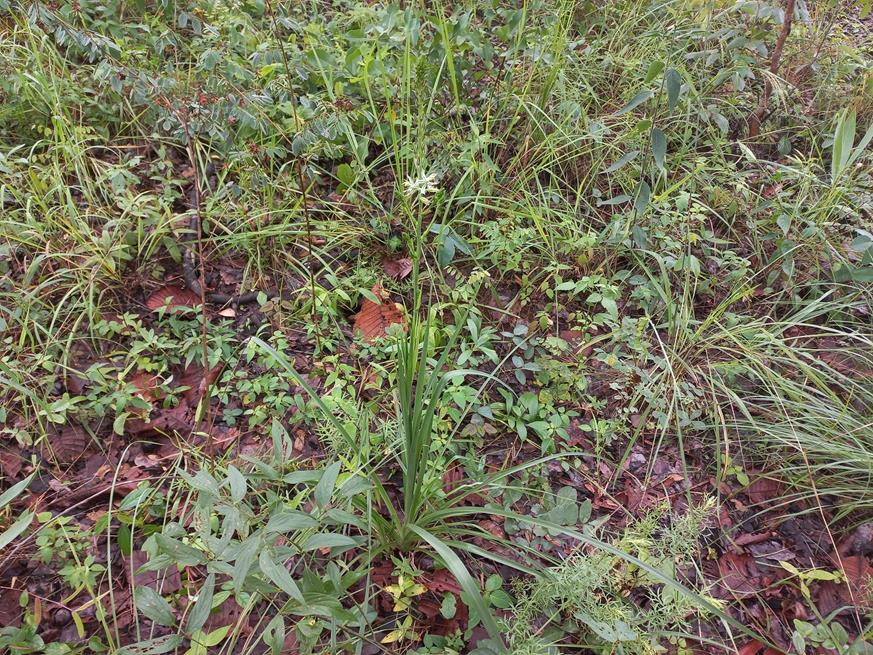 Chlorophytum recurvifolium