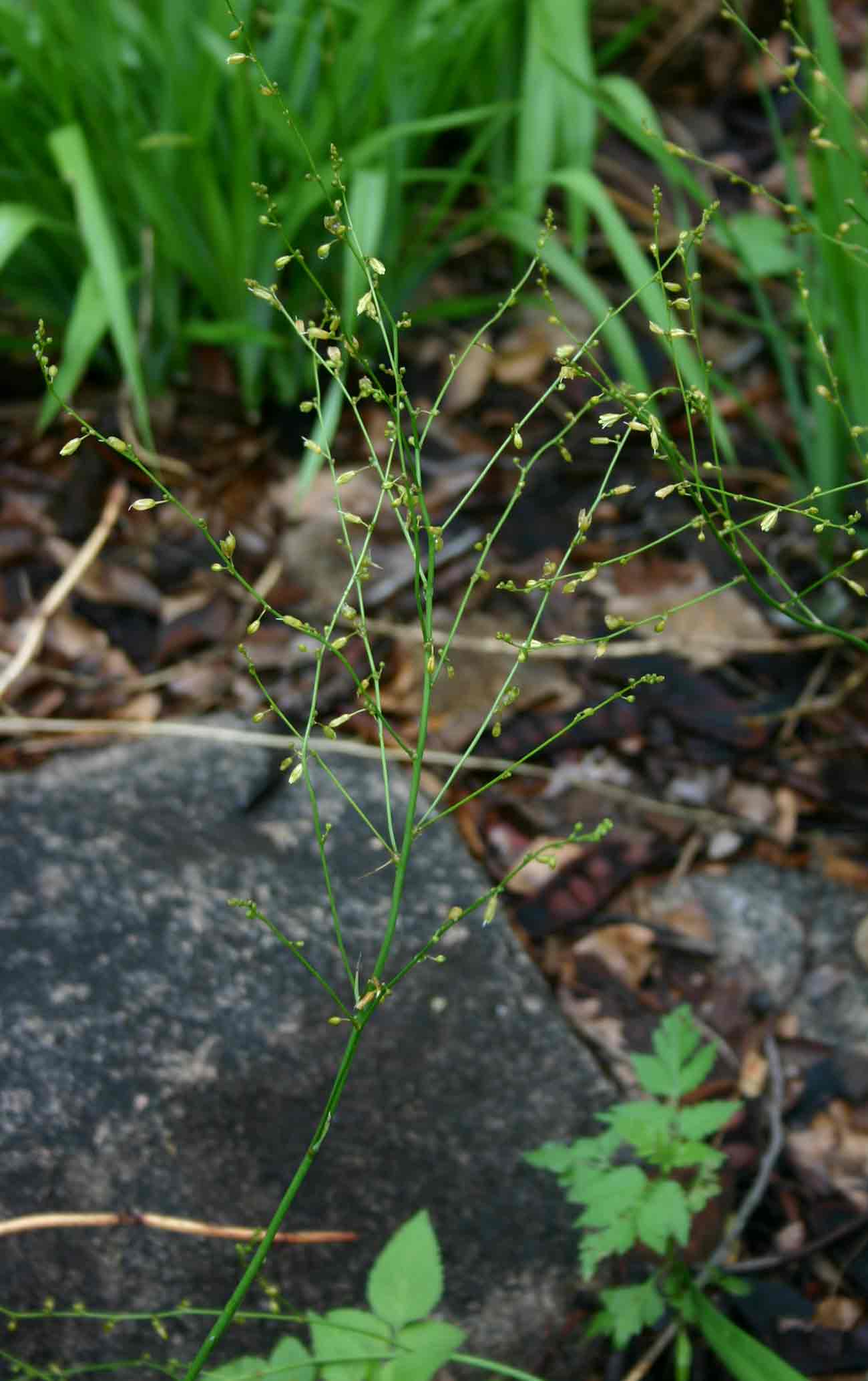 Chlorophytum polystachys