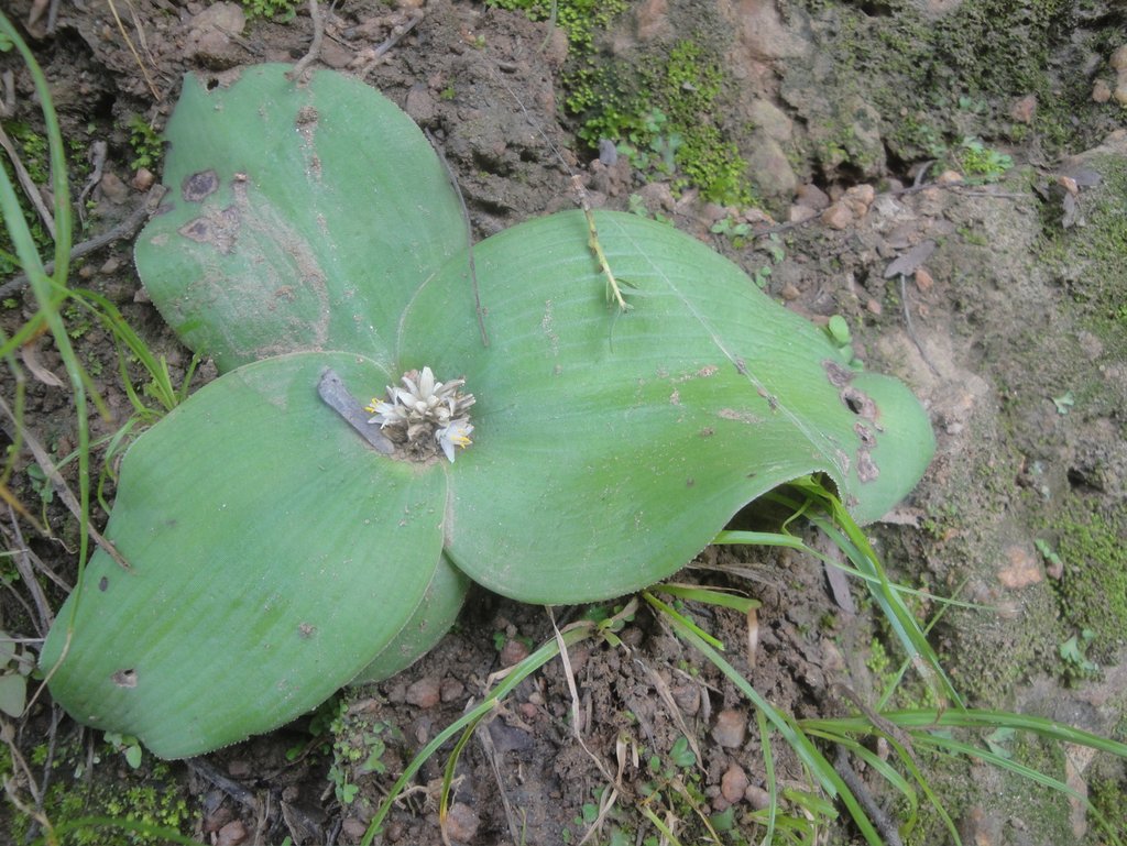 Chlorophytum pusillum