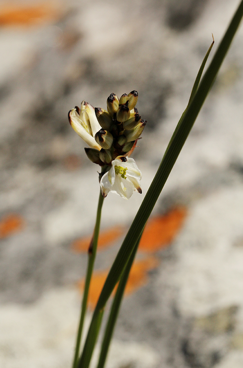 Chlorophytum pygmaeum subsp. rhodesianum