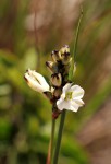 Chlorophytum pygmaeum subsp. rhodesianum