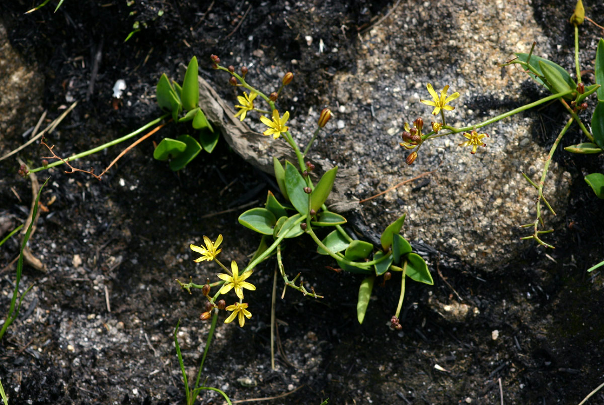 Eriospermum mackenii subsp. mackenii