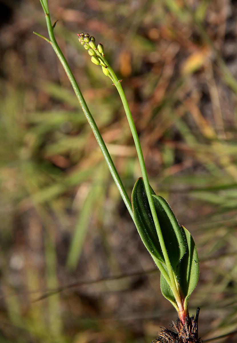 Eriospermum mackenii subsp. phippsii