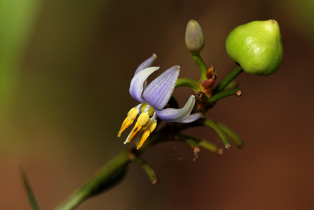 Dianella ensifolia Dianella ensifolia