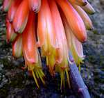 Aloe cameronii var. bondana