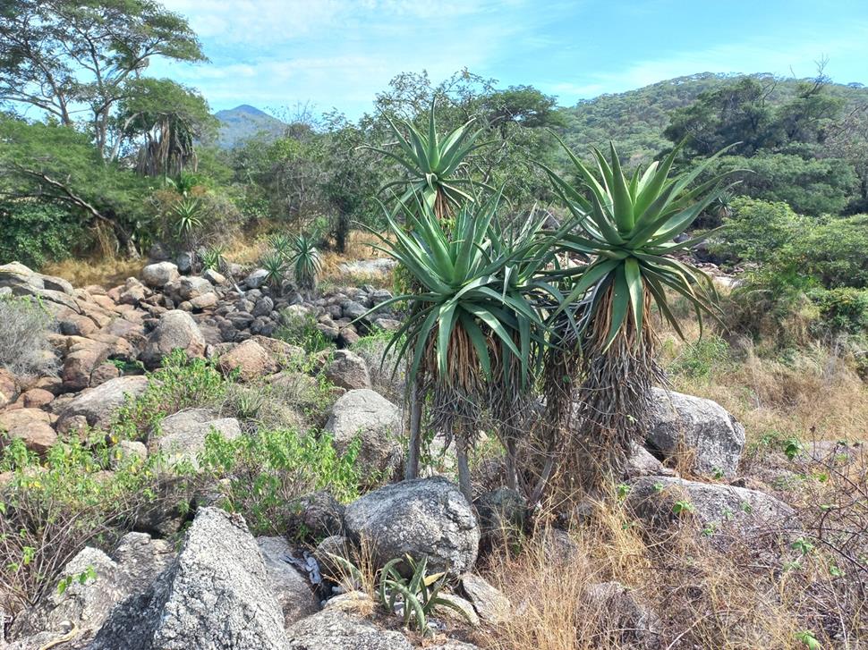 Aloe excelsa var. excelsa Aloe excelsa var. excelsa