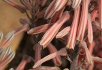 Aloe greatheadii var. greatheadii