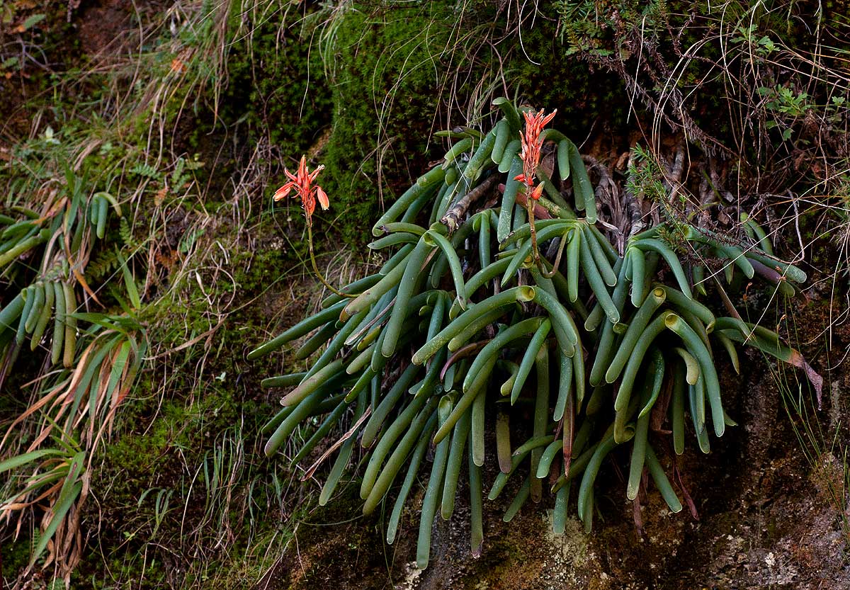 Aloe hazeliana var. howmanii