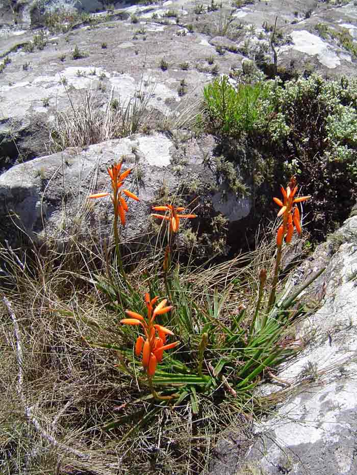 Aloe inyangensis var. inyangensis