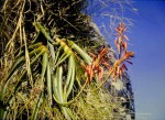 Aloe inyangensis var. kimberleyana