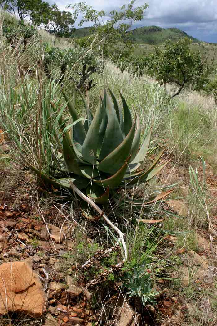 Aloe ortholopha Aloe ortholopha